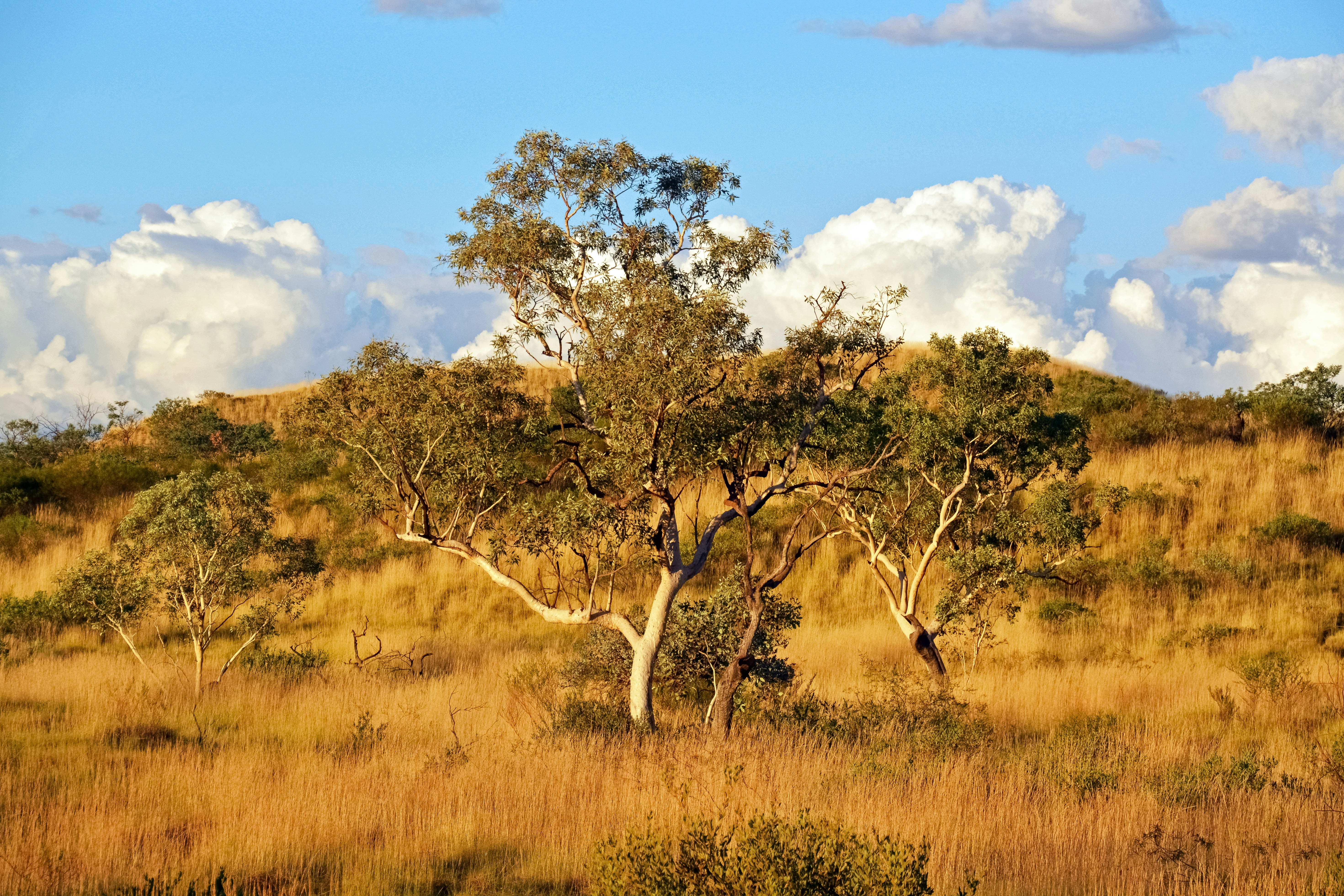 green trees on brown grass field under blue sky during daytime